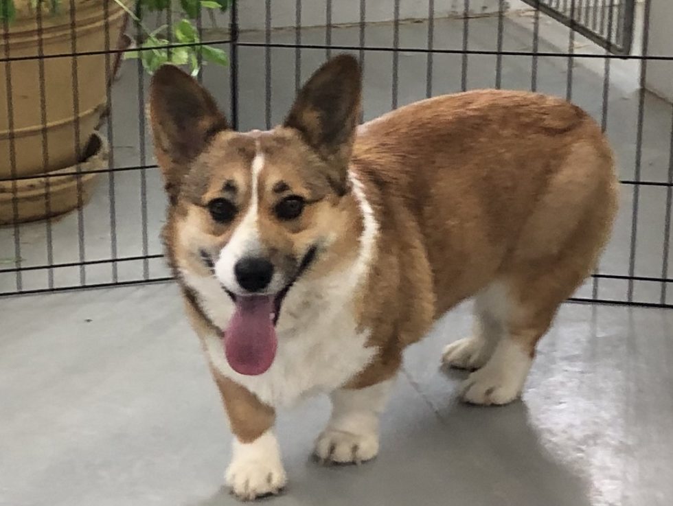 Pembroke Welsh Puppies for Sale & Breeders Iowa City Family