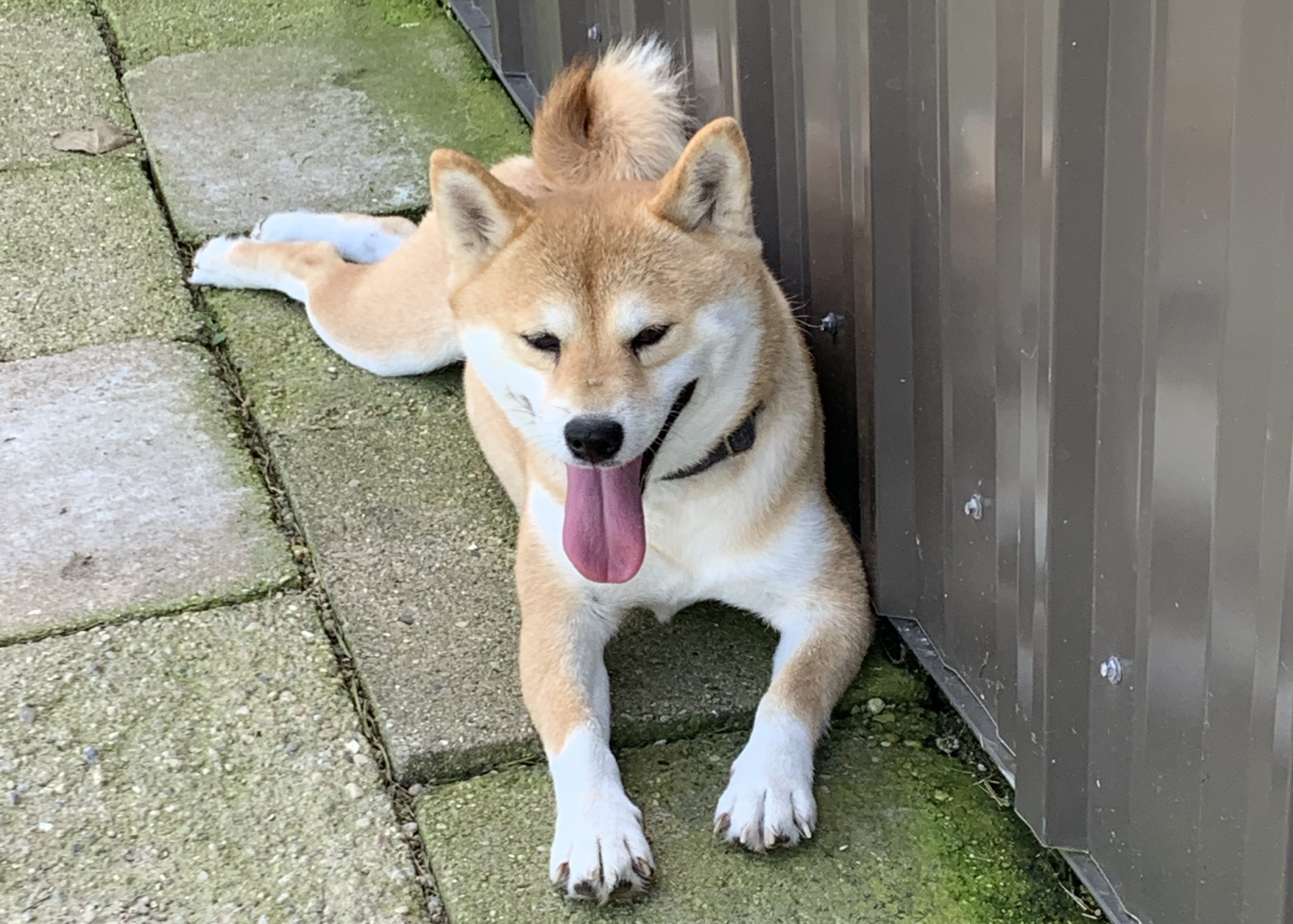 Shiba Inu Puppies for Sale Chicago | Family Forever Puppies