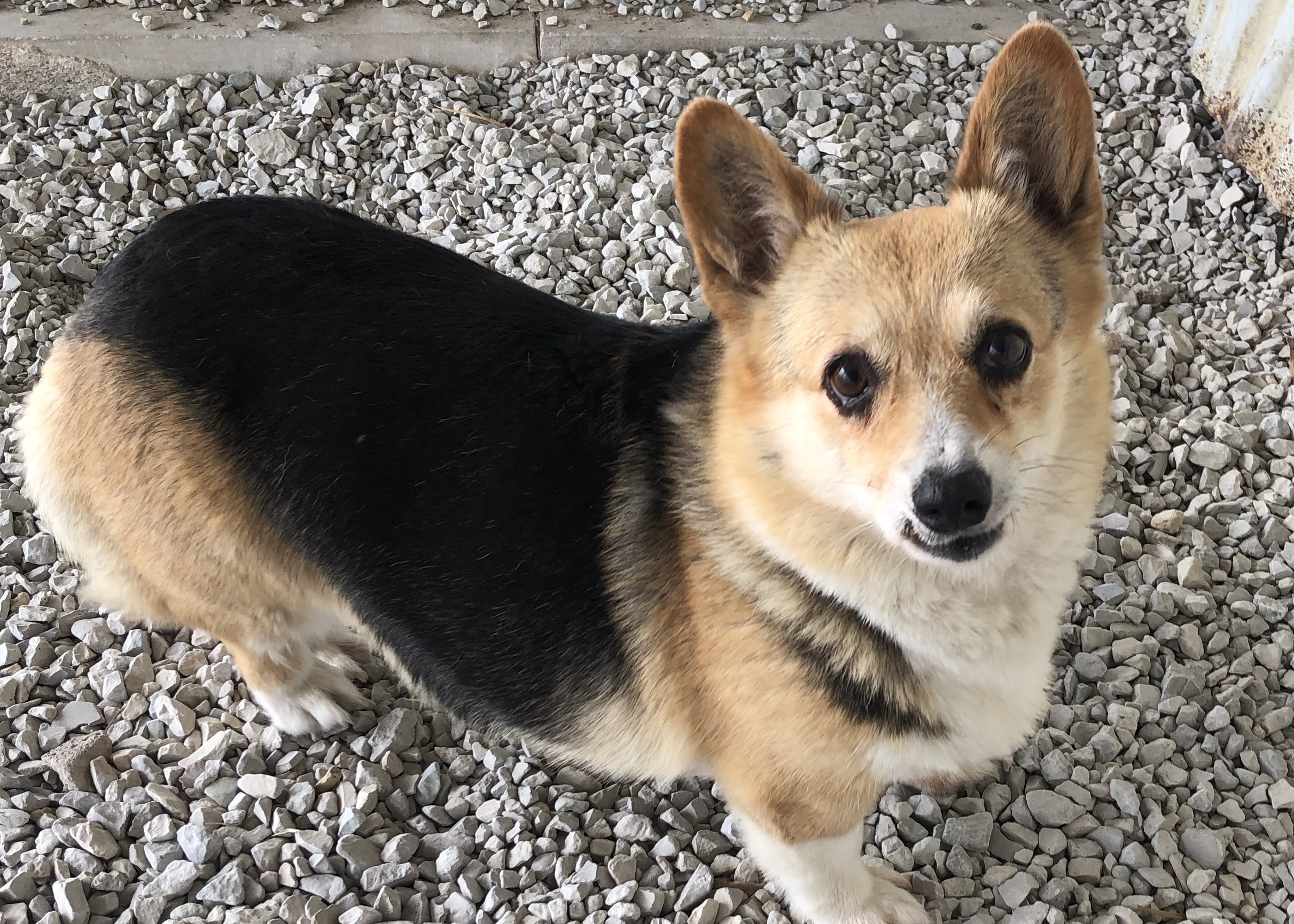 Pembroke Welsh Puppies for Sale & Breeders Iowa City Family