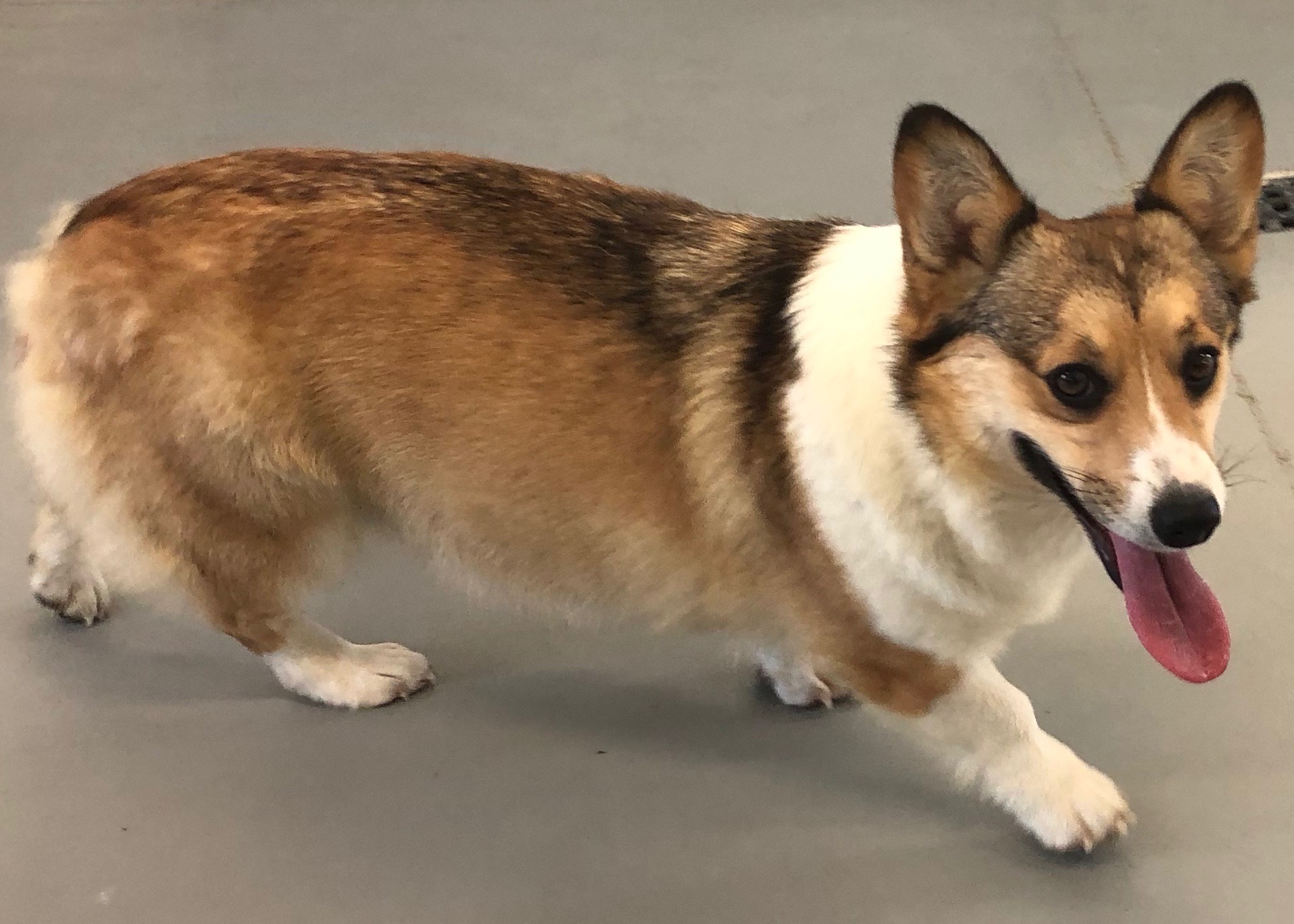 Pembroke Welsh Puppies for Sale & Breeders Iowa City Family